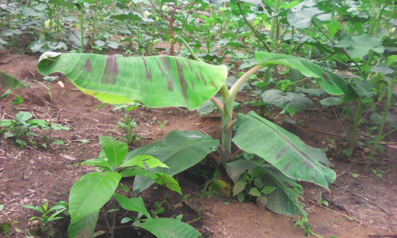 Plant de bananier