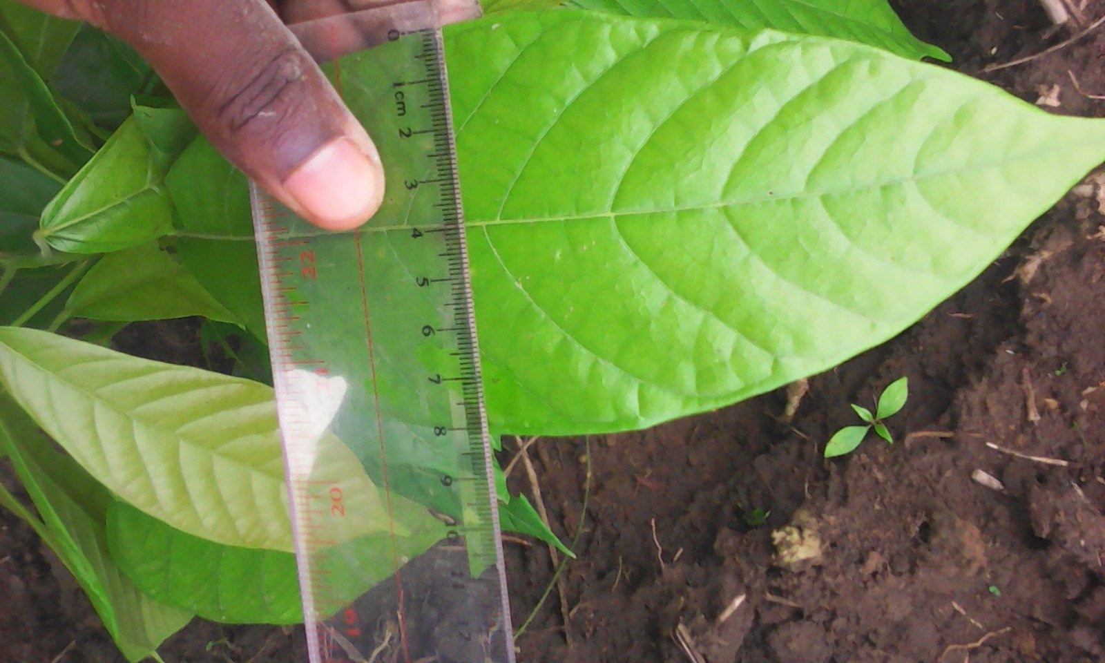 Entretien d’un plant