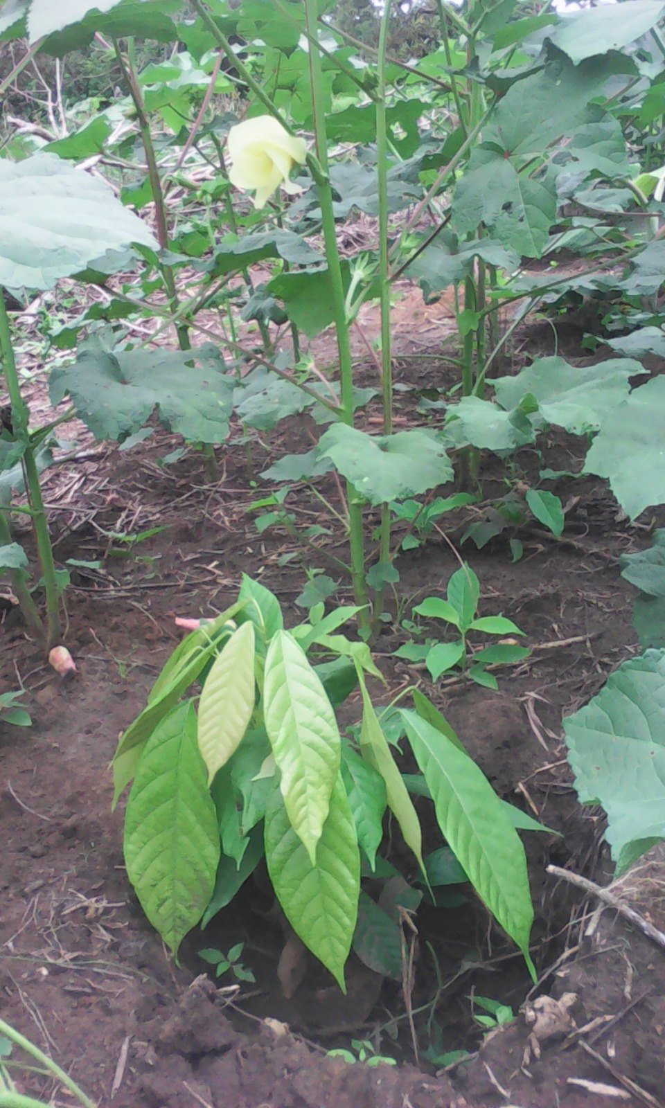 Plant en floraison