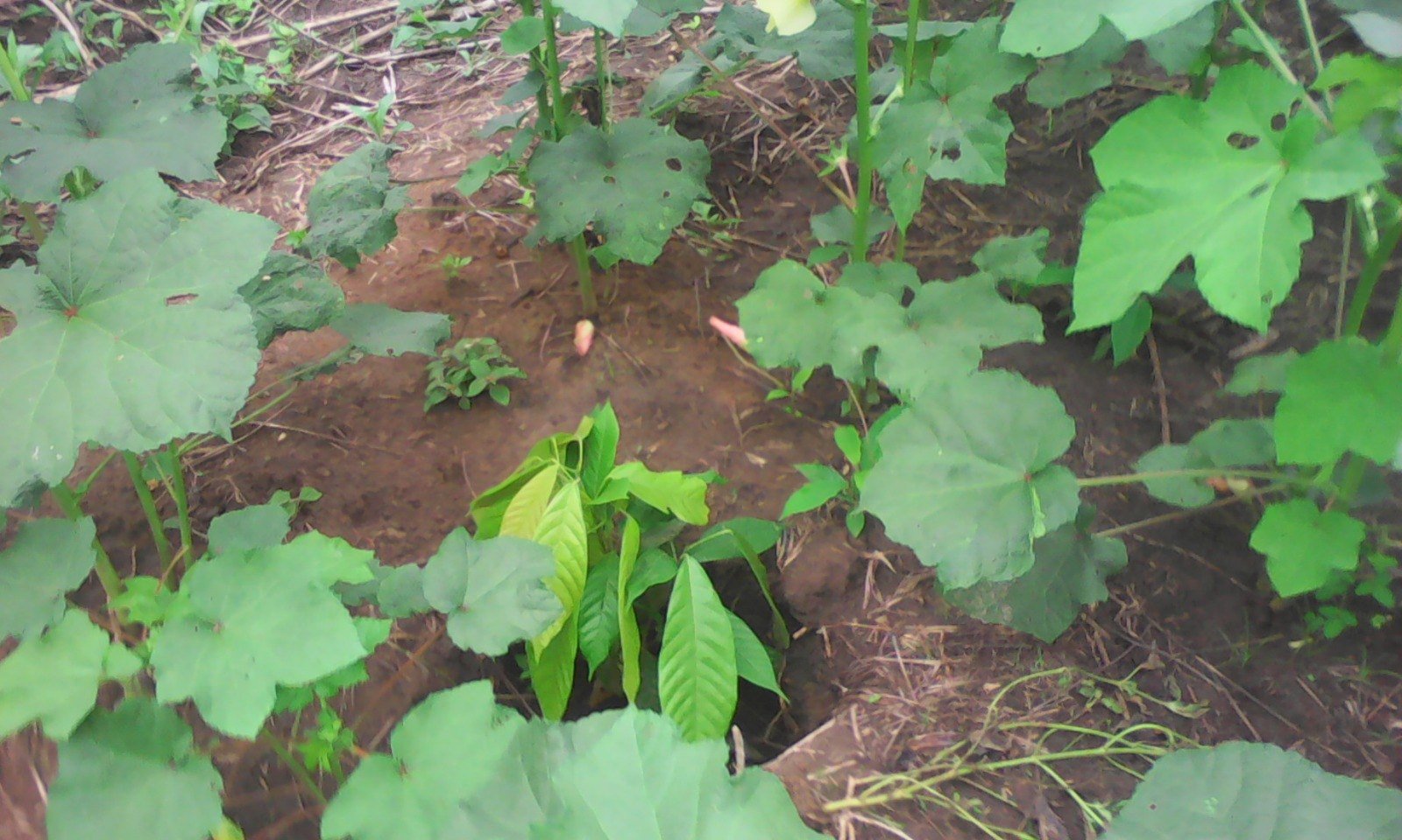Plant de gombo