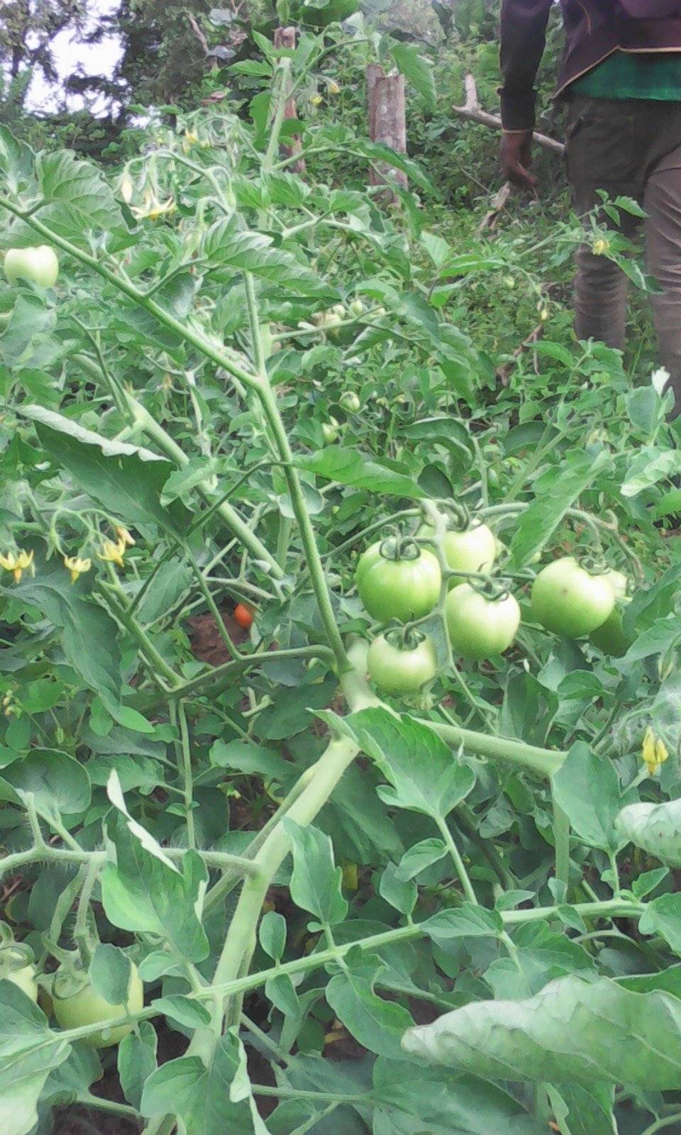Tomates en développement