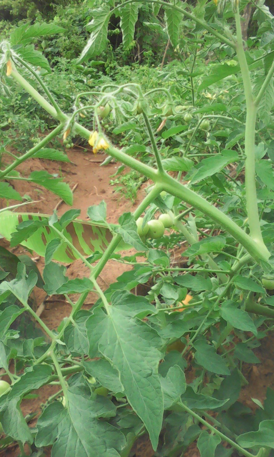 Plants de tomates