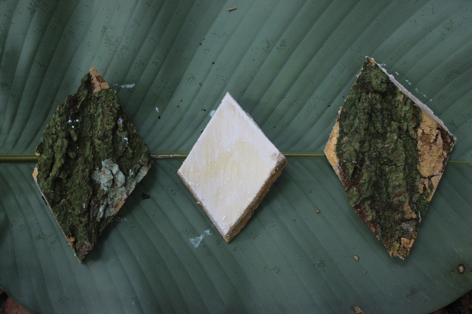 Écorce d’Alstonia