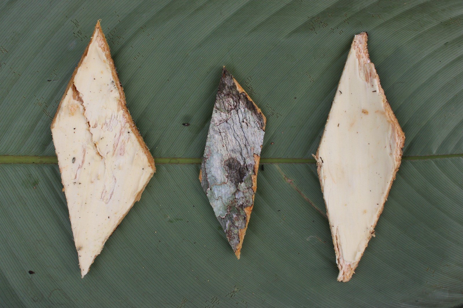 Écorce de Picralima