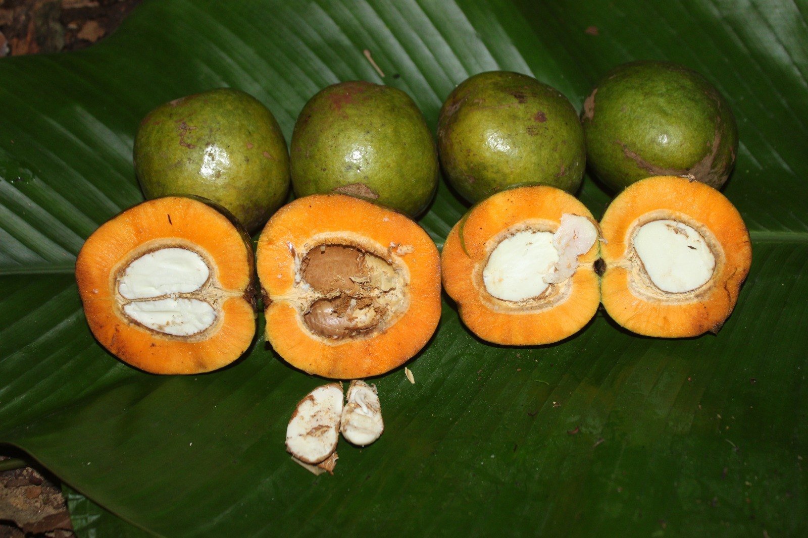 Mangue sauvage