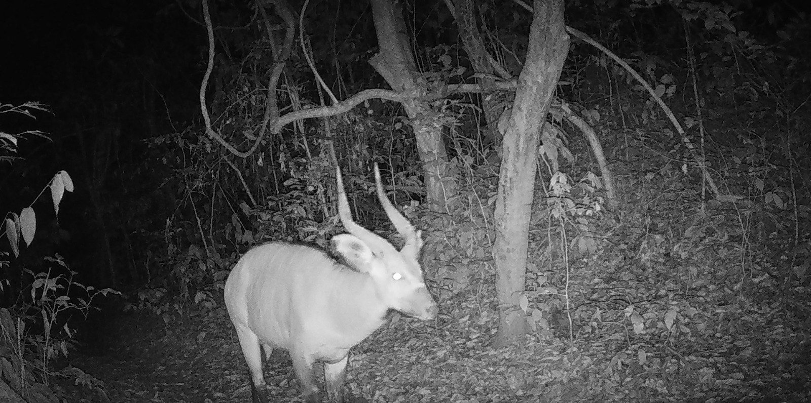 Antilope avec cornes observée la nuit