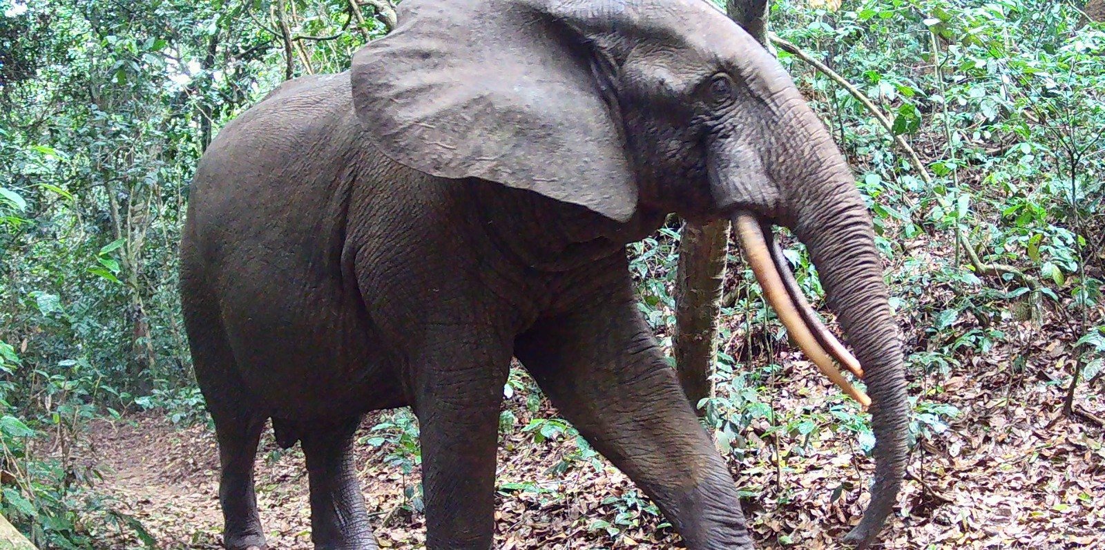 Éléphant avec défenses