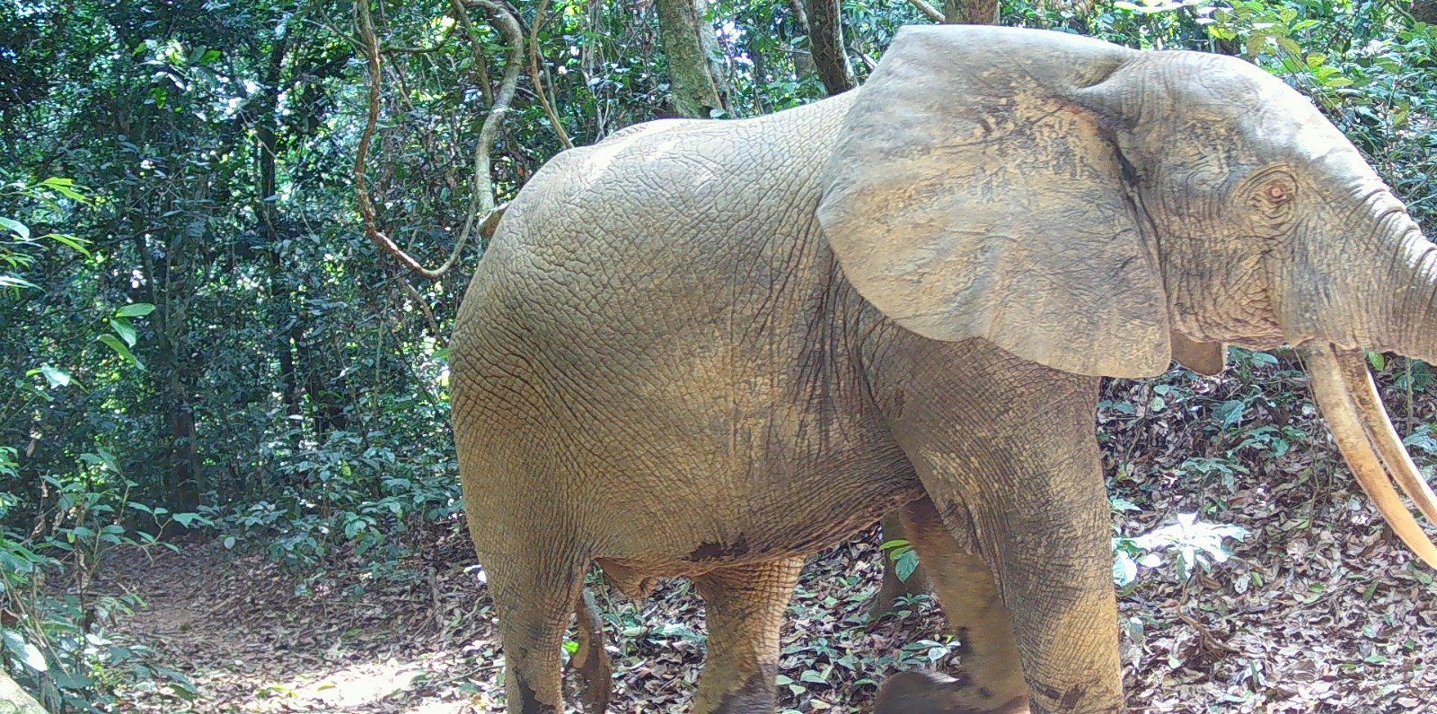 Éléphant en forêt