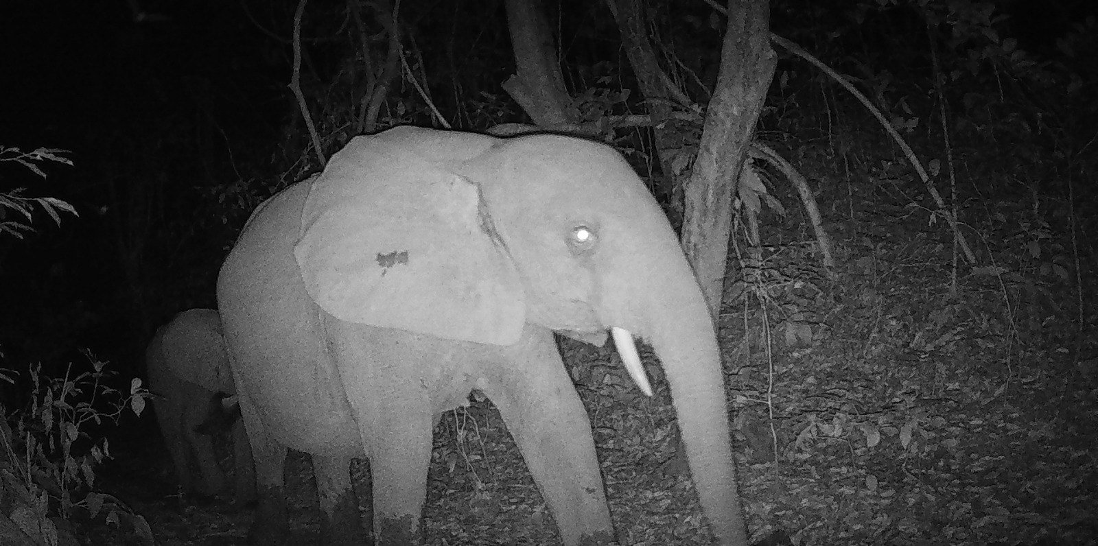 Éléphant photographié la nuit