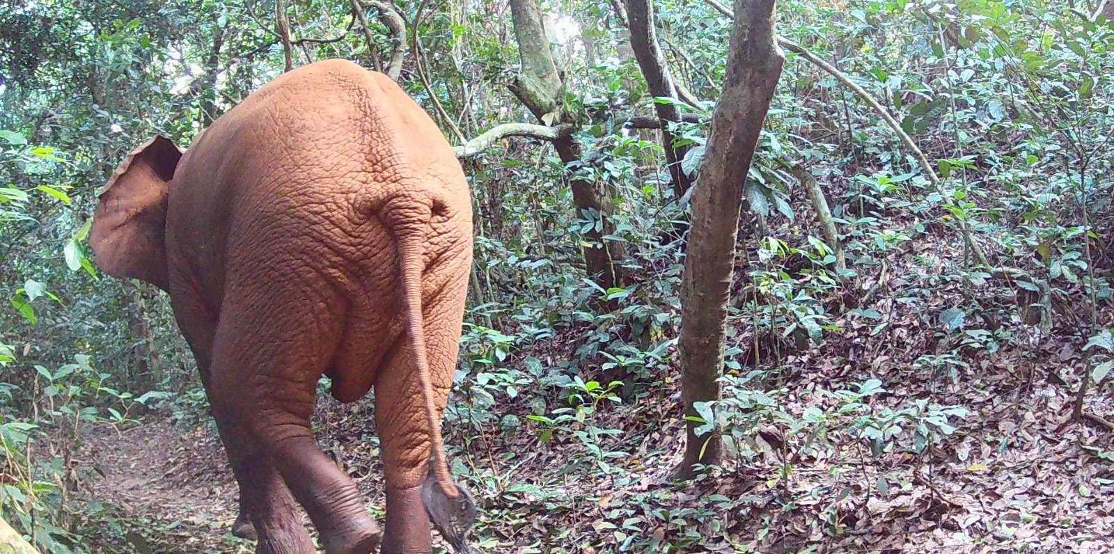 Éléphant observé de jour