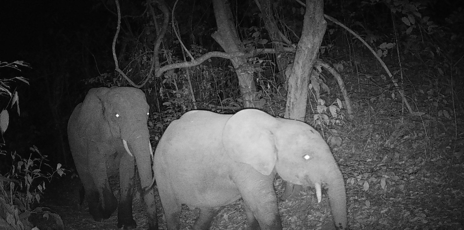 Éléphants adulte et jeune