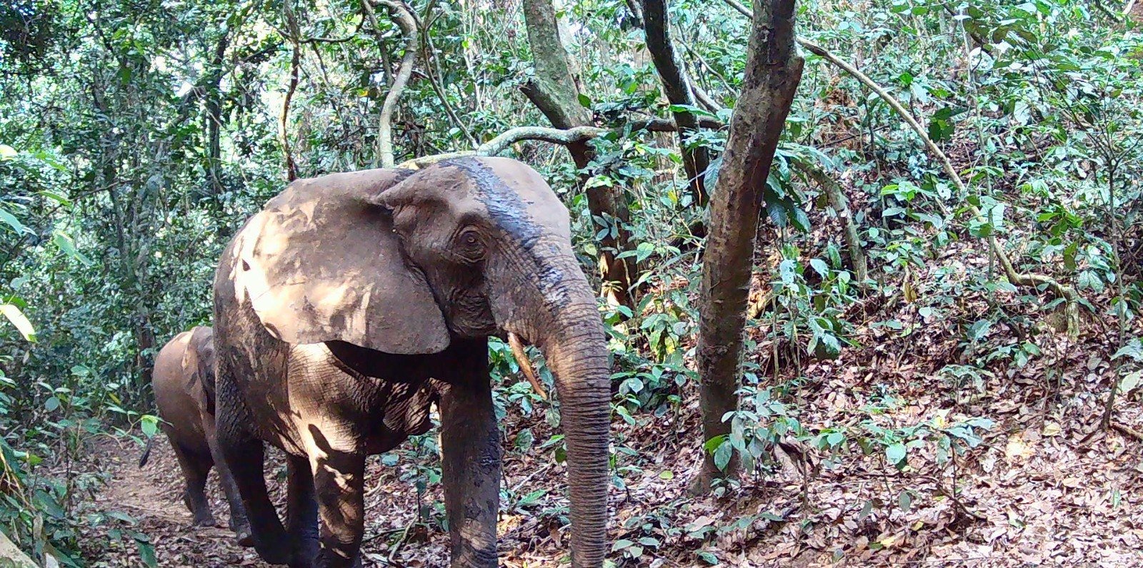 Famille d’éléphants