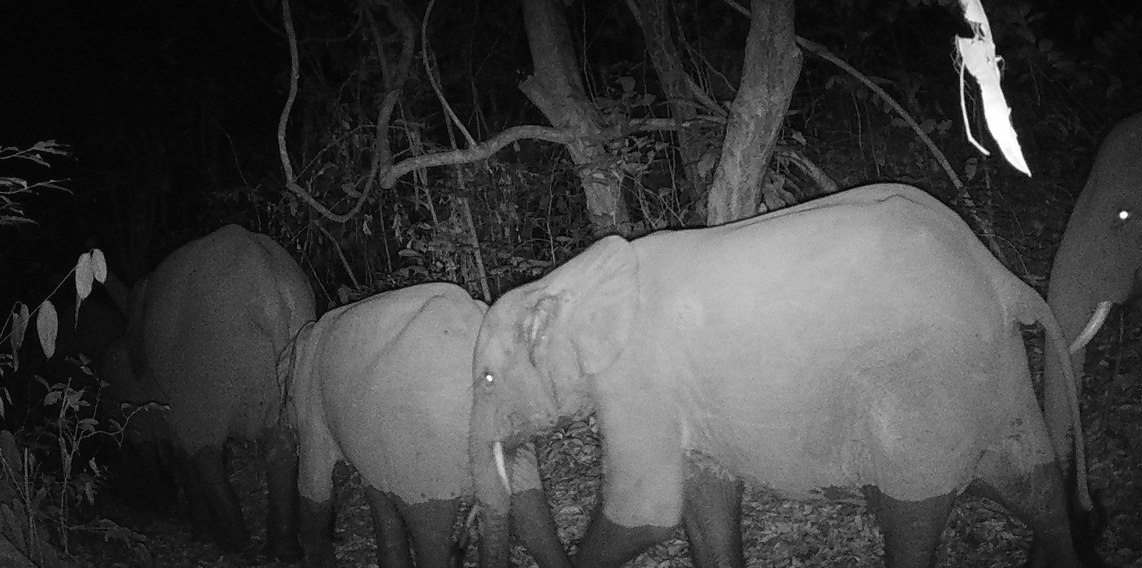 Groupe d’éléphants la nuit