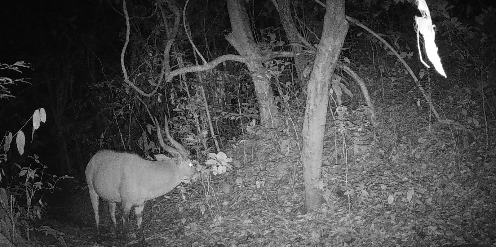 Antilope observée la nuit